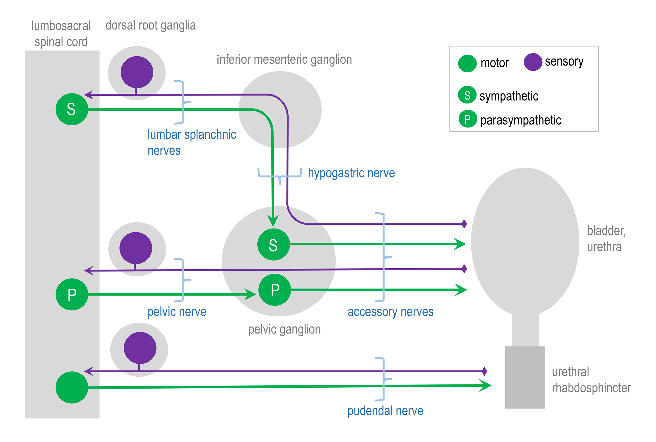 Figure 1: Sensory and motor pathways innervating the lower urinary tract in rodents Major components of the peripheral pathways innervating bladder, urethra and urethral rhabdosphincter. Arrows show the primary direction of electrical signaling. Most of the neural structures are bilateral, with only one side shown here. Sensory axons purple originate from neuronal cell bodies in dorsal root ganglia at several spinal levels. These axons travel with autonomic axons and via autonomic ganglia green to reach the appropriate tissues in the lower urinary tract. Most of the autonomic innervation of the bladder originates from neuronal cell bodies in the bilateral pelvic ganglia. A minority of the sympathetic innervation originates from the inferior mesenteric ganglia and sympathetic chain not shown . For comparison, the innervation of the striated muscle urethral rhabdosphincter is shown. This is innervated by different populations of sensory neurons purple in dorsal root ganglia and motor neurons green originating in the spinal cord.