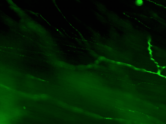 figure image
