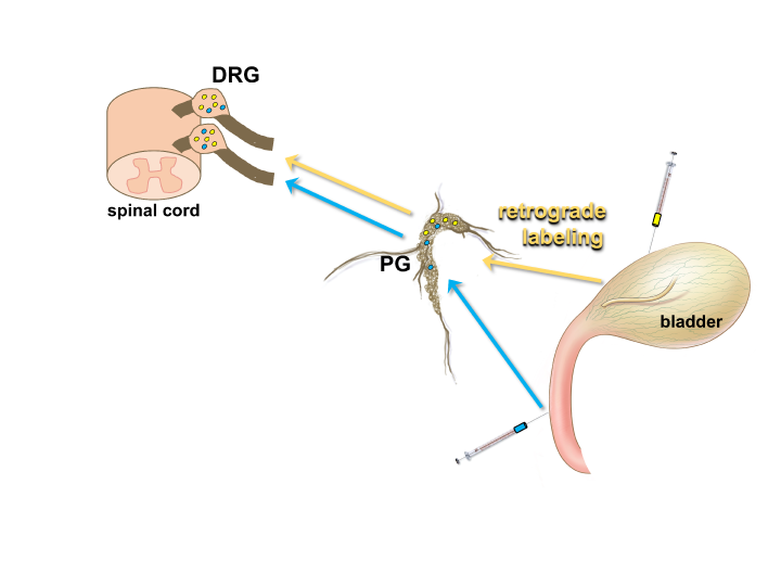 Figure 4: Using retrograde tracers to identify neurons that innervate specific structures in the LUT. The location of neuronal cell bodies that provide innervation of a particular organ can be determined by injection of the organ wall with an appropriate tracer e.g. FluoroGold yellow or Fast Blue blue . These dyes are taken up by nerve terminals in the target organ and transported up axonal processes to the neuronal cell body, such as those located within the pelvic ganglia PG or dorsal root ganglia DRG . This method allows the specific position of neurons that provide innervation of discrete structures such as the detrusor of the bladder or the urethra to be determined by fluorescent microscopy viewing of sections through the DRG or PG. Illustration of bladder by Alice McKinney.