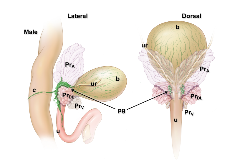 figure image