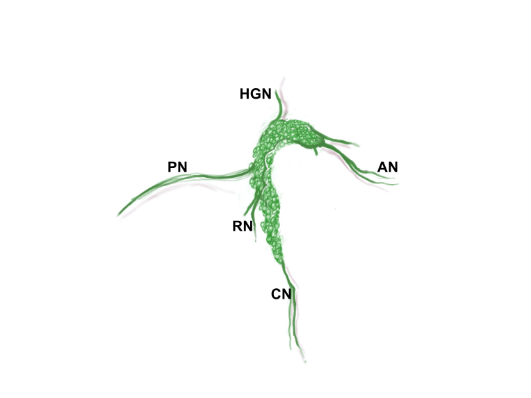 Figure 5: Location and features of pelvic ganglia in adult mice. Schematic diagrams of the lower pelvic organs of adult female mice left illustrate the position of the paired pelvic ganglia just lateral to the uterine cervix and slightly dorsal to the bladder neck. At right, schematic diagrams of lower pelvic organs for adult male mice illustrate the location of the paired pelvic ganglia positioned lateral to the anterior prostate lobes and dorsal to the prostatic urethra bladder neck. Zoomed cropped lateral view from male and female, with labelled pelvic ganglia and nerves. b, bladder; cv, uterine cervix; pg, pelvic ganglia; Pr, prostate, A anterior, V ventral, DL dorsolateral lobes; c, colon; u, urethra; AN, accessory nerves; CN, cavernous nerve; HGN, hypogastric nerve; PN, pelvic nerve; RN, rectal nerves. Illustrations by Alice McKinney.