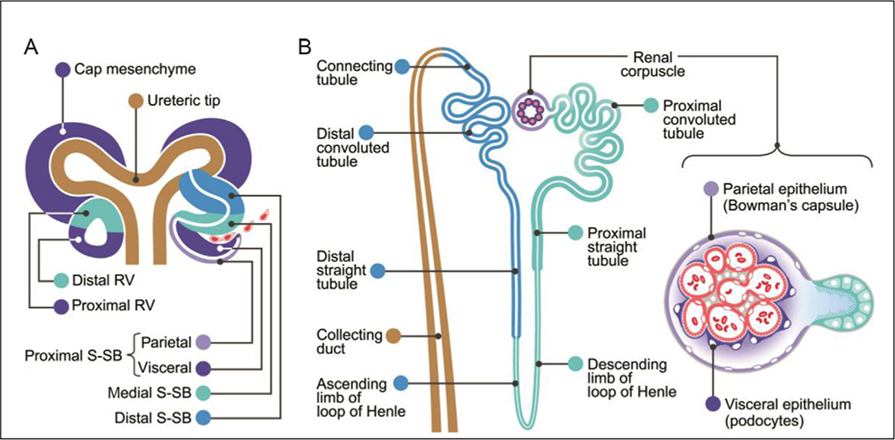 From: McMahon AP. 2016 Development of the Mammalian Kidney. Curr Top Dev Biol. 117:31-64. PMID: 26969971