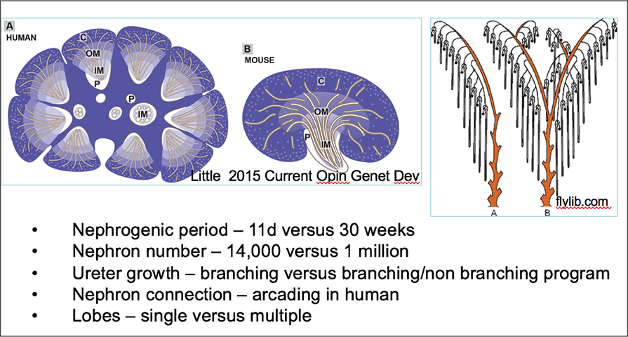From: McMahon AP. 2016 Development of the Mammalian Kidney. Curr Top Dev Biol. 117:31-64. PMID: 26969971