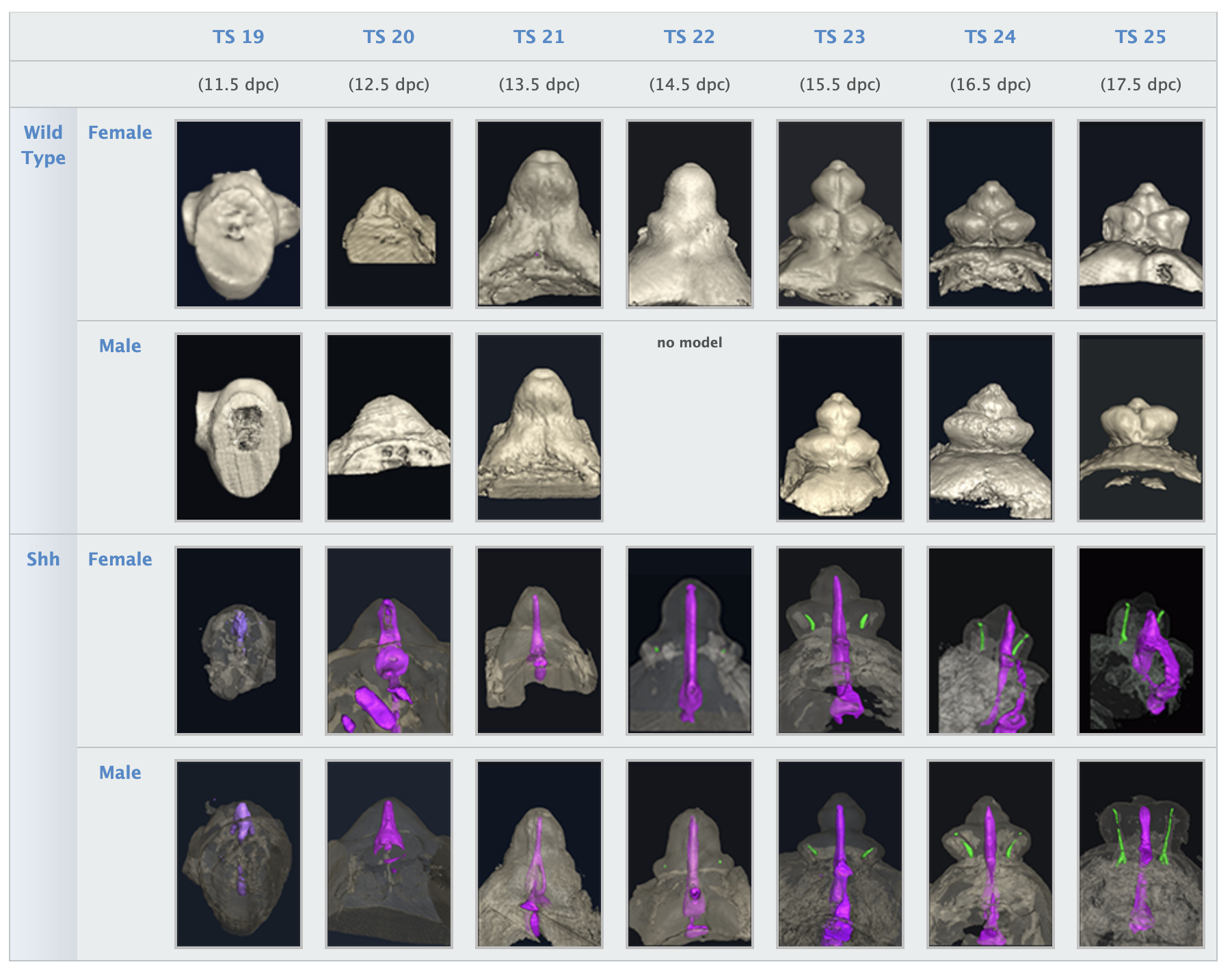 A selection of the images available in the mouse genital tubercule atlas.