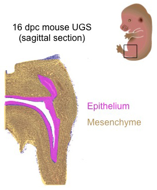 This image is a hematoxylin and eosin-stained UGS tissue section.