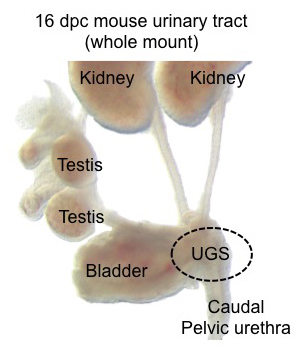 This image shows the UGS and other components of a 16 dpc days post conception male mouse lower urinary tract.