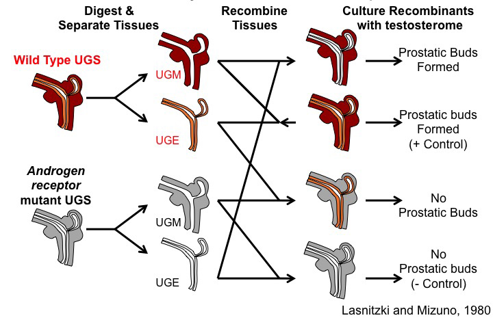 figure image