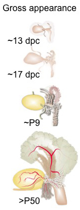 figure image