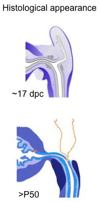 figure image