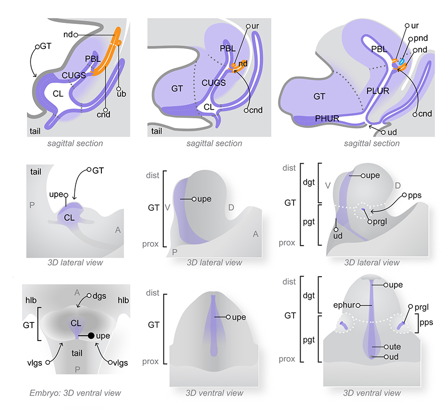 Development of the genital tubercle TS19 to TS21. From left to right, schematic diagrams show the developing genital tubercle at TS19 11.5 dpc , TS20 12 dpc and TS21 13 dpc . Male and female GT are identical at these stages. Anterior A , posterior P , distal dist and proximal prox orientations are shown. Top row shows representative sagittal section views through the midline of the developing lower urinary tract including the cloaca CL , genital tubercle GT , caudal urogenital sinus CUGS and primitive bladder PBL . The epithelium lining the lumen of these structures is shown in dark purple. The nephric duct nd , common nephric duct cnd , ureteric bud ub and later the ureter ur are shown in orange. Below the sections are 3-dimensional views of the developing genital tubercle, lateral centre and ventral bottom views are shown. The GT develops from fusion of paired ventrolateral genital swellings vlgs and dorsal genital swelling dgs . The urethral plate epithelium upe, dark purple , also called the urethral plate, develops as an outgrowth of the cloacal epithelium. It will form the epithelium of the phallic urethra ephur , which is subdivided into; urethral duct ud an opening which forms at TS21 right images ; urethral tube epithelium ute , the open or canalised epithelium; and the urethral plate epithelium upe , the bilaminar or closed portion of the urethral epithelium. At TS21 right images , paired preputial swellings pps have developed on the sides of the GT and epithelial preputial glands prgl, purple are located within the swellings. At this stage, the GT is subdivided into distal dgt and proximal pgt regions right images . Diagram modified from: An illustrated anatomical ontology of the developing mouse lower urogenital tract. Georgas et al.