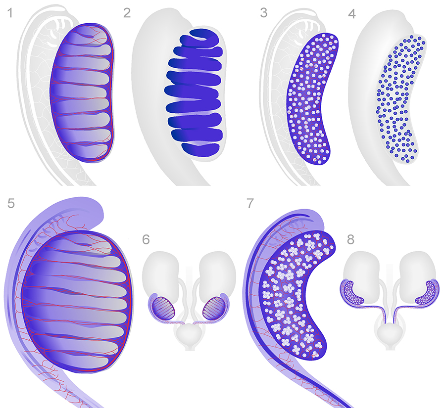 Germ cells in the ovary and testis. Schematic diagrams show 3-dimensional views of the testis, ovary and mesonephroi. In the top row, the testis 1 and ovary 3 are shown at approximately TS21 13 dpc . Next to these are typical germ cell expression patterns; in males, germ cells are present in the seminiferous cords and show a striped pattern 2 , whereas in females, germ cells are seen as a spotted pattern throughout the ovary 4 . In the bottom row, the testis - mesonephros 5 , male urogenital tract 6 , ovary - mesonephros 7 and female urogenital tract 8 are shown at approximately TS23 15 dpc . Male germ cells are present in the seminiferous cords 5 and female germ cells white spheres can now be seen in clusters 7 .