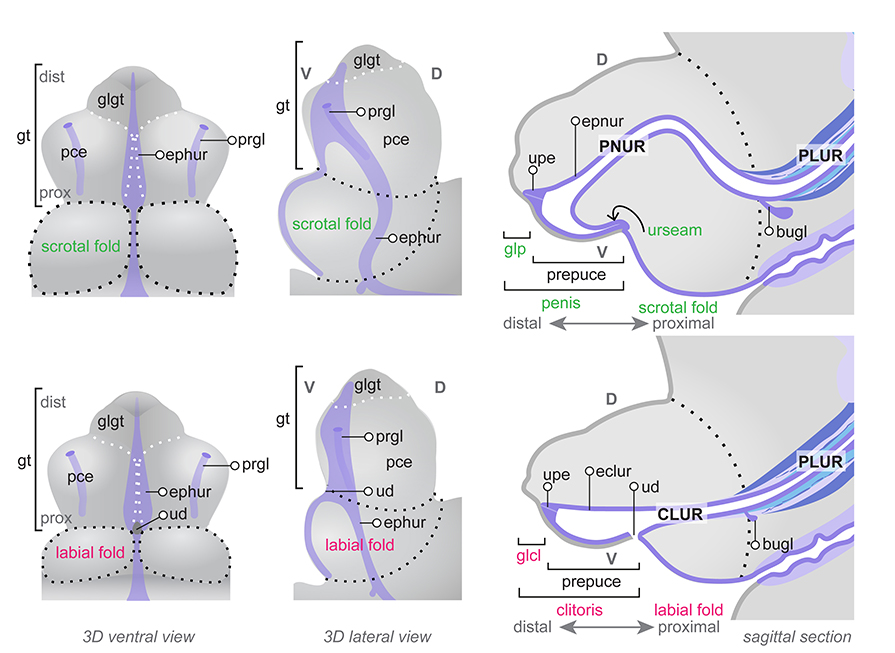 Development of the penis and clitoris Schematic diagrams show the genital tubercle in males top row and females bottom row . From left to right, schematic diagrams show the 3-dimensional TS24 16 dpc genital tubercle in ventral left and lateral centre views and the TS25 17 dpc penis and clitoris in midline sagittal sections. Dorsal D , ventral V and distal-proximal orientations are shown. Scrotal and labial swellings have developed into folds and are much larger in the male. The urethral duct ud has completely closed in the male. The relationship between the pelvic urethra PLUR , penile urethra PNUR , clitoral urethra CLUR and the genital tubercle GT is seen in the section image. The epithelium lining the lumen of these structures is shown in dark purple. The urethral plate epithelium remains only in the distal GT at these stages and the epithelium of the phallic clitoral penile urethra ephur, eclur, epnur has nearly completely canalised. Epithelial preputial glands prgl, purple are located with the prepuce. At TS24, the distal GT has become the glans gl , developing into the glans clitoris penis glcl, clp at TS25. Bulbourethral glands bugl, purple , larger in the male, are located at the junction of the pelvic and phallic urethra. Mesenchymal growth in the male GT septates the urethra. This forms the urethral seam urseam, purple along the ventral midline of the penis and results in the S-shaped curve in the male urethra. Diagram modified from: An illustrated anatomical ontology of the developing mouse lower urogenital tract. Georgas et al.