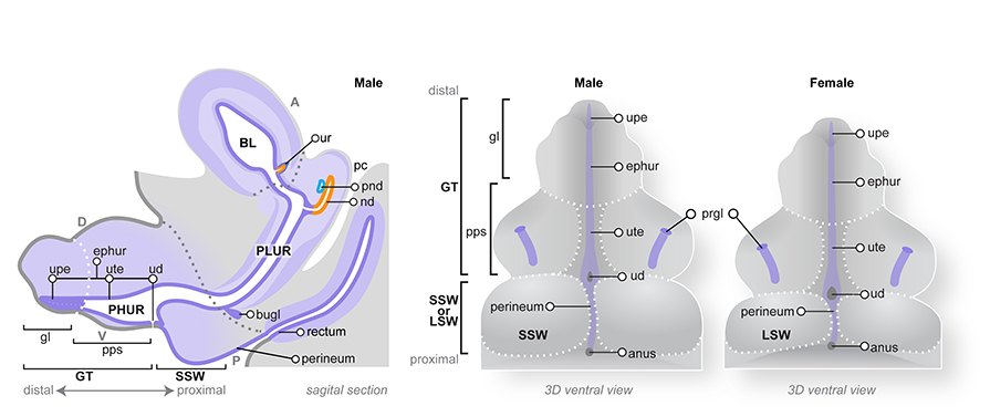 Sexual differentiation of the genital tubercle and labioscrotal swellings. From left to right, schematic diagrams show the TS23 15 dpc genital tubercle in a male midline sagittal section and male and female 3-dimensional ventral views. Male and female GT are nearly identical at this stages, except for the slightly larger size of the scrotal swellings SSW compared to the labial swellings LSW and the larger distance between the urethral duct ud and anus in males. The urethral duct has also begun to close in males at this stage. Anterior A , posterior P , distal and proximal orientations are shown. The relationship between the bladder BL , pelvic urethra PLUR , phallic urethra PHUR and the genital tubercle GT is seen in the section image. The epithelium lining the lumen of these structures is shown in dark purple. The nephric duct nd and ureter ur are shown in orange, whilst the paramesonephric duct pnd , located either side of the midline, is shown in blue. The bilaminar, urethral plate epithelium upe, dark purple is located in the distal GT and the epithelium of the phallic urethra ephur , subdivided into; urethral duct ud , an opening in the epithelium; urethral tube epithelium ute , the open or canalised epithelium; and the urethral plate epithelium. Paired preputial swellings pps have grown towards the ventral midline of the GT and epithelial preputial glands prgl, purple are located within these. At this stage, the GT is subdivided into glans gl and preputial swellings and at its base, scrotal and labial swellings have formed. Bulbourethral glands bugl, purple develop from the urogenital sinus epithelium, at the junction of the pelvic and phallic urethra. Diagram modified from: An illustrated anatomical ontology of the developing mouse lower urogenital tract. Georgas et al.