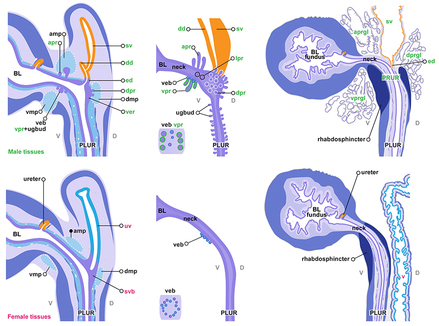 Sex-specific differentiation of the pelvic urethra. Schematic diagrams show sagittal sections of the pelvic urethra PLUR where it connects the bladder BL , in male top and female bottom at TS25 17 dpc, left , TS27 P0 and TS28 adult . Ventral V and dorsal D orientations are indicated. Male-specific structures green text include paired seminal vesicles sv, orange that develop from the dorsal side of the nephric duct. At this stage, the caudal nephric duct has developed into the ductus deferens dd, orange and both are connected to the pelvic urethra epithelium purple via the ejaculatory duct ed, orange which also develops from the nephric duct. The urogenital sinus ridge has become the verumontanum ver, purple . Only males develop prostate buds, which are subdivided into ventral vpr , anterior apr , dorsal dpr and lateral prostate buds. These buds will develop into the prostate glands vprgl, aprgl, dprgl and lprg . Lateral prostate buds and glands are not seen in sagittal sections. Both sexes develop ventral epithelial buds veb, purple , which in the male include ventral prostate buds vpr and urethral gland buds ugbud , not seen until slightly later in the female. Both males and females also develop mesenchymal condensations called ventral vmp , anterior amp and dorsal dmp mesenchymal pads. The size and shape of these pads is sex-specific. Mesenchymal pads are located in the regions where the prostate buds will develop and are thought to play a role in prostate development. In females, female-specific structures pink text , include the sinovaginal bulb svb, purple also called the lower vagina, which develops from the urogenital sinus ridge, and the upper vagina uv, blue which develops from the posterior paramesonephric duct. During embryogenesis, the vagina, made up of upper uv and lower svb regions migrates down the pelvic urethra. The svb is a transient structure and only the upper vagina will give rise to the vagina v in the adult. Other structures that develop in both sexes during development include urethral glands from urethral gland buds and the rhabdospinchter dark blue , the muscular part of the anterior pelvic urethra comprised of skeletal muscle. Diagram modified from: An illustrated anatomical ontology of the developing mouse lower urogenital tract. Georgas et al.