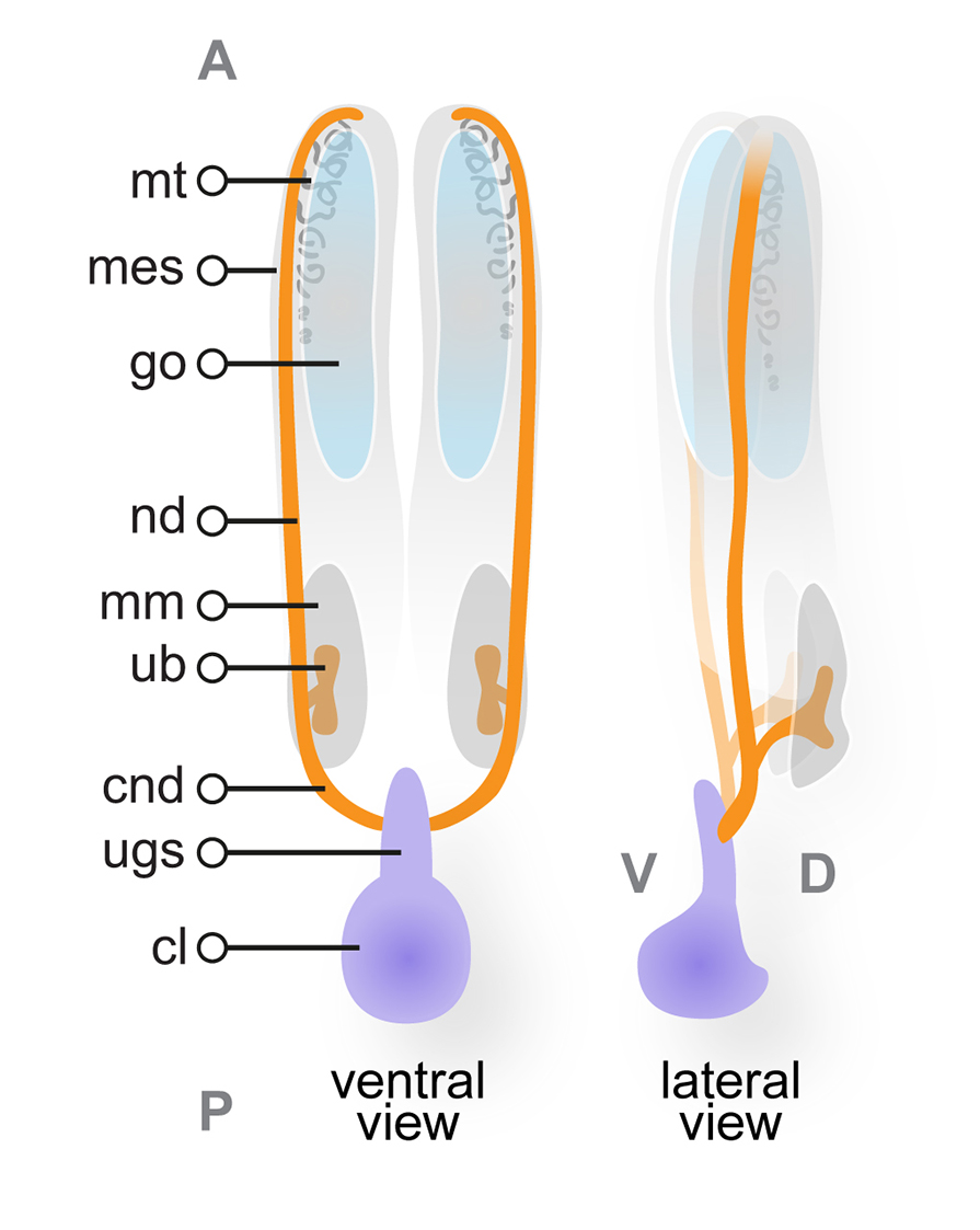 The TS19 11.5 dpc urogenital system. Schematic diagrams show 3-dimensional views of the urogenital system at TS19. Anterior A , posterior P , ventral V and dorsal D orientations are indicated. The mesonephros mes, light grey lies medial to the nephric duct nd, orange . Mesonephric tubules mt, dark grey lie within the mesonephric mesenchyme. The gonads go, blue lie adjacent to the mesonephroi. The part of the nephric ducts below the level of the ureteric bud ub is called the common nephric duct cnd . These connect to the urogenital sinus ugs . The cloaca cl is posterior to the urogenital system. At this stage, the ureteric buds ub have emerged from the nephric ducts and are surrounded by metanephric mesenchyme mm . These tissues will become the metanephros or kidney. Diagram modified from: An illustrated anatomical ontology of the developing mouse lower urogenital tract. Georgas et al.