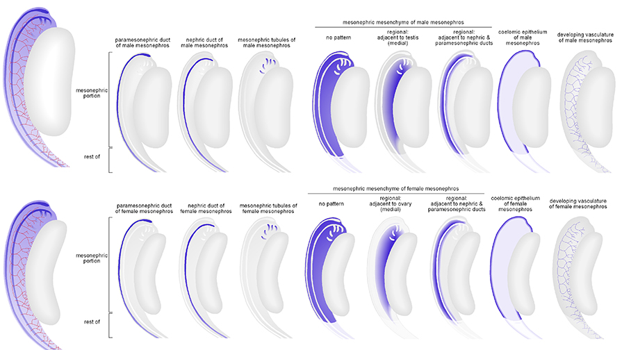 The mesonephros, nephric and paramesonephric ducts. Schematic diagrams show 3-dimensional views of the male top row and female mesonephros blue and gonad grey approximately TS21 13 dpc . At this stage the male and female mesonephroi appear identical. Structures within the mesonephros are shown in dark blue. Within the mesonephros itself, the paramesonephric ducts are located on the outer edge, lateral to the nephric ducts, which are located medially. Mesonephric tubules are subdivided into cranial anterior and caudal posterior tubules. Only the cranial tubules are connected to the nephric duct. In males the caudal mesonephric tubules will regress, and in females, both cranial and caudal tubules will degenerate. Common, regional gene expression patterns in the mesonephric mesenchyme are also shown and include adjacent to the ovary or testis and adjacent to the nephric and paramesonephric ducts.