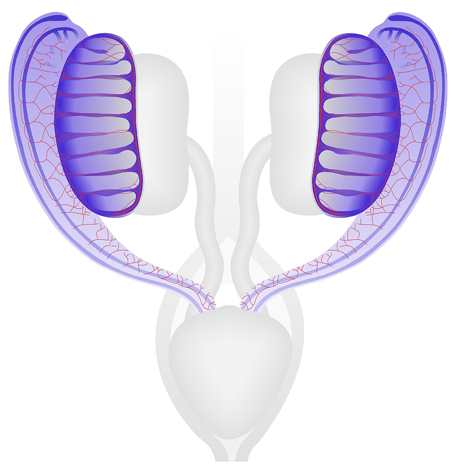 The male and female reproductive systems at TS21 13 dpc . Schematic diagrams show 3-dimensional views of the urogenital system at approximately TS21. The male system left is comprised of paired testes testis and mesonephroi mesonephros of male . Structures within the testis include; developing vasculature red and interstitium dark blue located between the seminiferous tubules also called primary sex cord or seminiferous cord, light blue . Germ, peritubular myoid and Sertoli cells lie make up the seminiferous tubules. The female system right is comprised of paired ovaries and mesonephroi mesonephros of female , shown in blue. Structures within the ovary include; germ cell white spheres , developing vasculature red and mesenchymal stroma dark blue of ovary. Structures within the mesonephros of males and females include developing vasculature red , mesonephric tubules, nephric duct and paramesonephric duct dark blue . Within the mesonephros of both sexes at this stage, the paramesonephric ducts are located on the outer edge of the mesonephros, lateral to the nephric ducts.