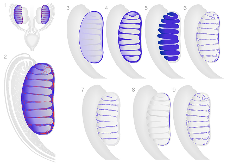 Major anatomical structures of the testis. Schematic diagrams show 3-dimensional views of the male reproductive system. The images are ventral views at approximately TS21 13 dpc . Diagram of the urogenital system of male shows the kidneys, ureters, bladder, mesonephroi in grey and the testes in blue 1 . The upper part of the male reproductive system includes the mesonephros of male and testis 2 . Diagrams 3 to 9, highlight different components of the testis, including; coelomic epithelium of testis 3 , interstitium of the testis 4 , primary sex cord 5 and developing vasculature of the testis 6 . Fetal Leydig cells 7 are part of the interstitium. The developing vasculature is comprised of the coelomic vessel 8 and interstitial vessels 9 .