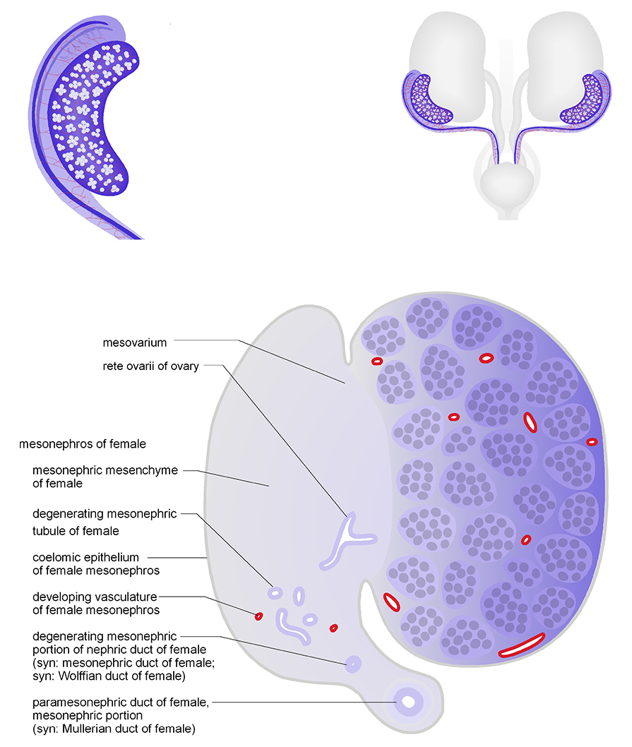 The mesonephros of female in cross section. Schematic diagrams show representative section views of the mesonephros of female and ovary. The structures within the mesonephros are shown. The image is a cross section view at approximately TS23 15 dpc .