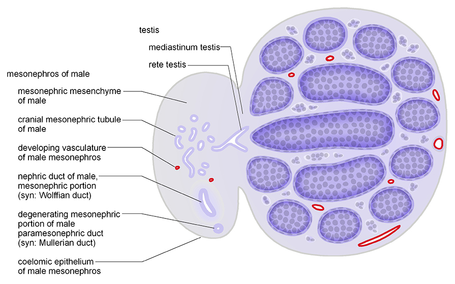 The mesonephros of male in cross section. Schematic diagrams show representative section views of the mesonephros of male and testis. The structures within the mesonephros are shown. The image is a cross section view at approximately TS23 15 dpc .