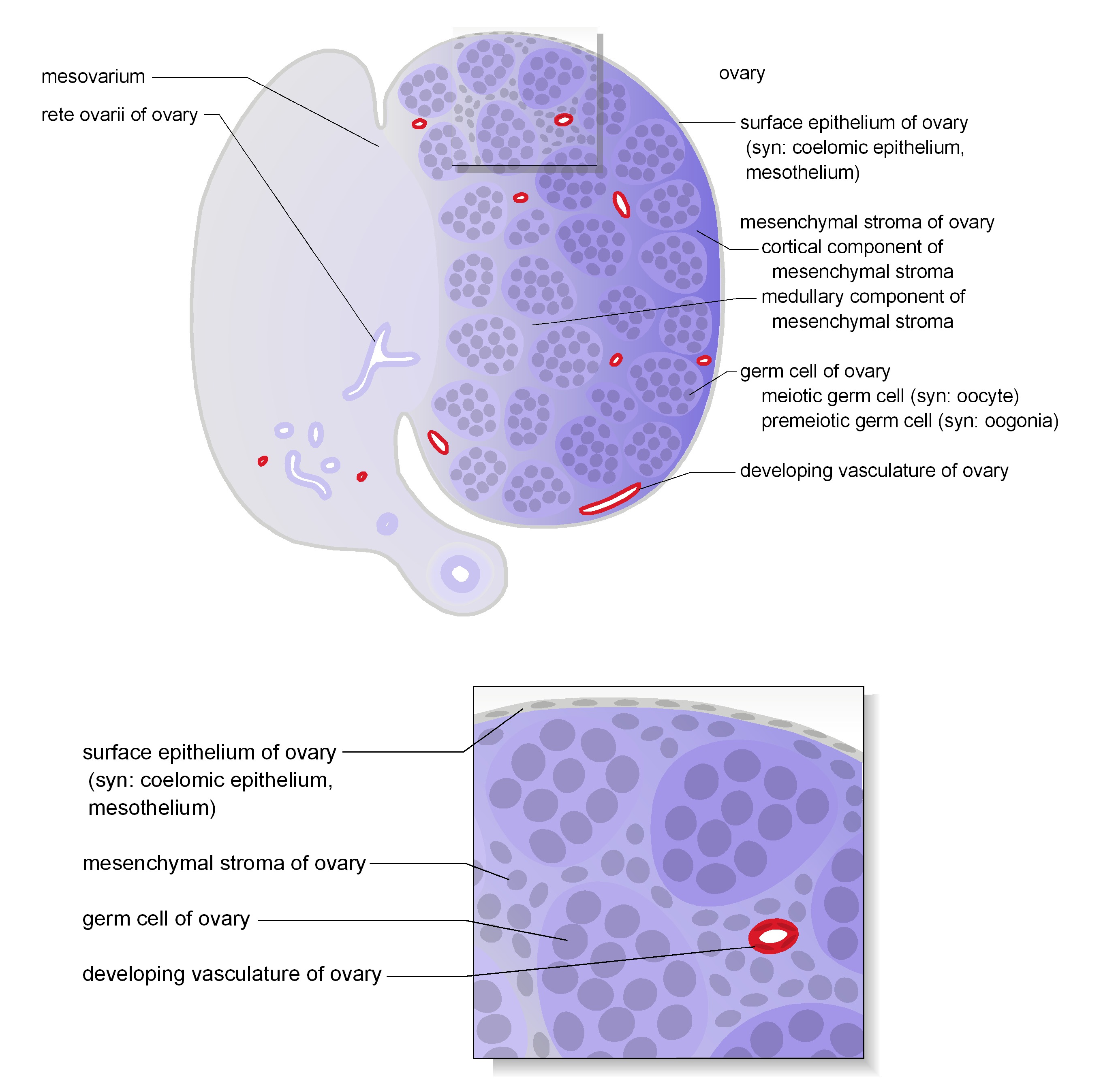 The ovary in cross section Schematic diagrams show representative section views of the mesonephros of female and ovary. The tissues and cells that make up the ovary are shown. The images are cross section views at approximately TS23 15 dpc .