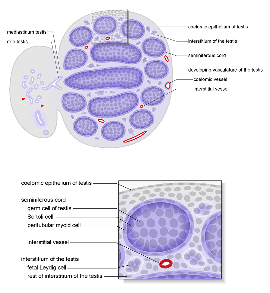The testis in cross section Schematic diagrams show representative section views of the mesonephros of male and testis. The tissues and cells that make up the testis are shown. The images are cross section views at approximately TS23 15 dpc .