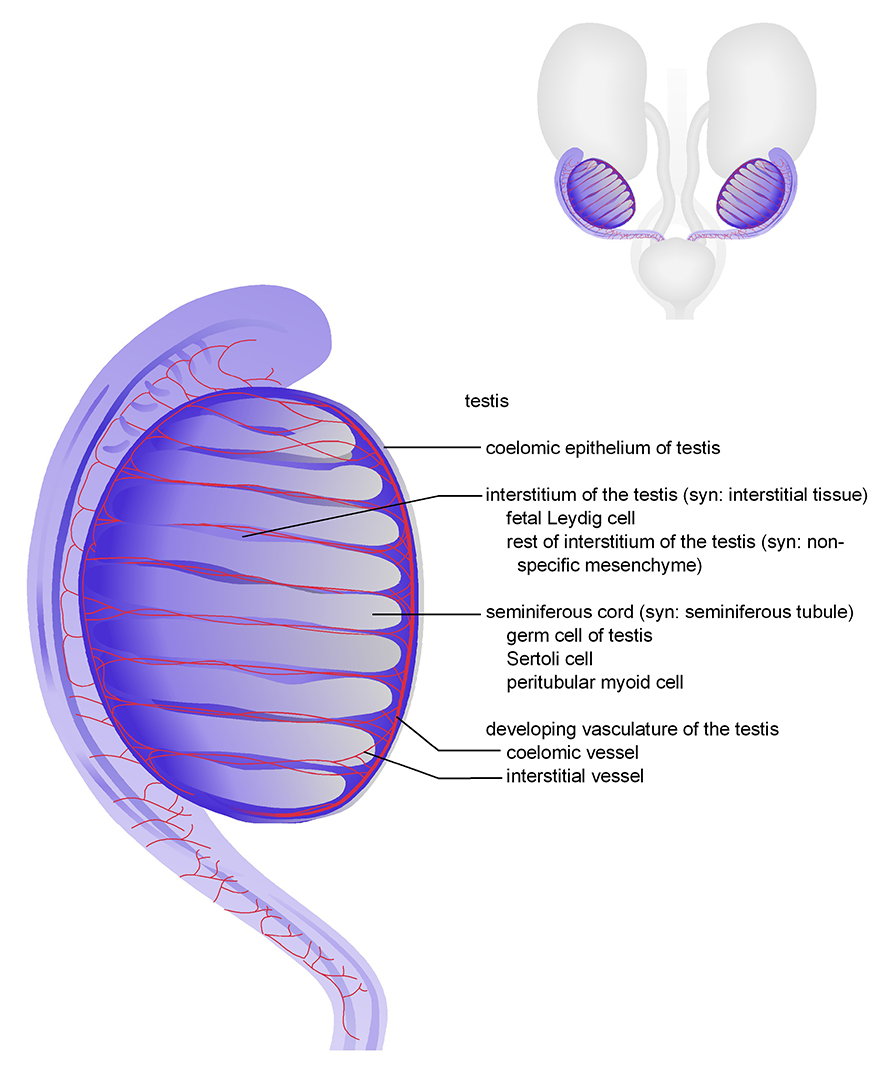 The testis and mesonephros of male at TS23 15 dpc . Schematic diagrams show 3-dimensional, ventral views of the testis and mesonephros of male main image . The male reproductive system top right shows the kidneys, ureters and bladder in grey. As mentioned above, the testes begin to descend and at TS23 they can be seen in a more posterior location below the kidneys, compared to their position adjacent to the kidneys at TS21 refer to the images above .