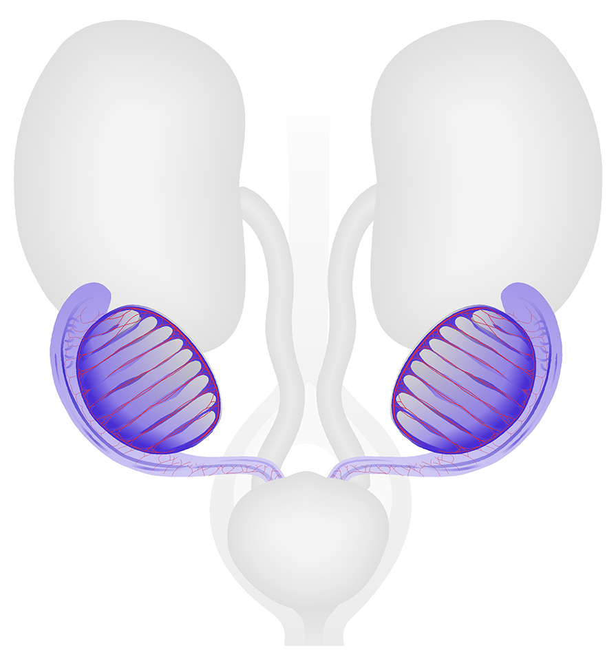 figure image
