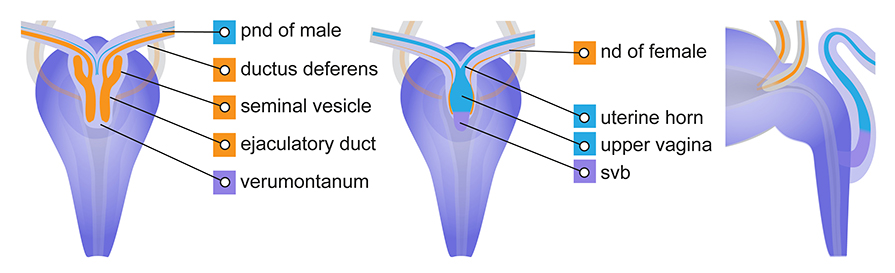 Sex-specific differentiation of the paramesonephric and nephric ducts and their connection to the pelvic urethra. Schematic diagrams show 3-dimensional views of the urogenital system. The diagrams left male and centre female are dorsal views at approximately TS24 16 dpc and far right is a lateral view of the female at TS25 17 dpc . In the male left , the paramesonephric ducts blue have almost completely degenerated. The caudal nephric duct has developed into the ductus deferens orange and is connected to the pelvic urethra purple via the ejaculatory duct orange which also develops from the nephric duct. Paired seminal vesicles orange have emerged as buds from the dorsal side of the nephric duct. The urogenital sinus ridge has become the verumontanum purple . In the female centre and right , only remnants of the nephric duct orange are seen at TS24 centre and it is absent at TS25 right . The caudal ends of the paramesonephric ducts has fused and enlarged to become the upper vagina blue . The uterine horn and uterus develop from the more cranial portions of the paramesonephric ducts. In the female, the urogenital sinus ridge has become the sinovaginal bulb svb, purple also called the lower vagina. During embryogenesis, the vagina upper and svb regions migrates down the pelvic urethra far right , however only the upper vagina will give rise to the adult vagina. Diagram modified from: An illustrated anatomical ontology of the developing mouse lower urogenital tract. Georgas et al.