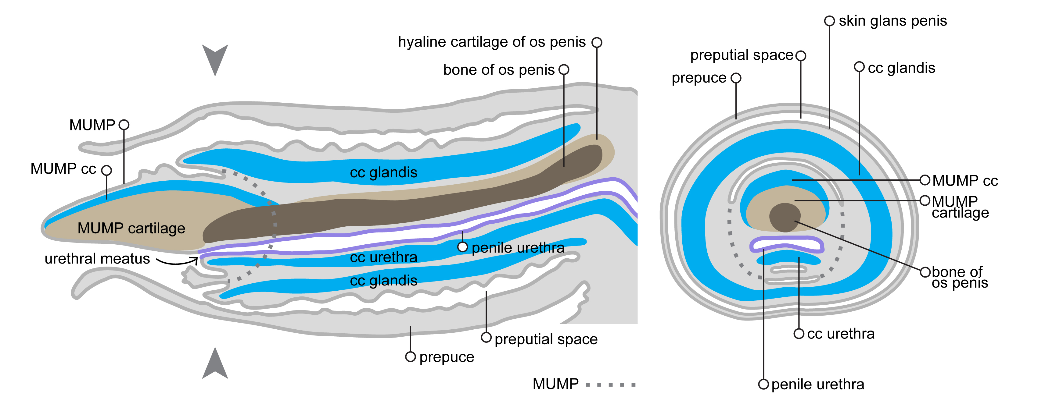 The adult mouse penis. Schematic diagrams show a sagittal section left and cross section right through the adult male glans penis. Cartilage light brown and bone dark brown form within the glans penis. Band of erectile tissues blue called corpus cavernosa cc also develop in the penis. The Male Urogenital Mating Protuberance MUMP which includes bone, cartilage and erectile tissue, is a distal extension of the os penis. Erectile tissues and the MUMP are only seen in the male. The clitoris in adult female mice is much smaller than the penis, it is not mobile, and there is no preputial space in the adult. A bone, called the os clitoridis does develop in the female, but it is much smaller than the os penis. Diagram modified from: An illustrated anatomical ontology of the developing mouse lower urogenital tract. Georgas et al.