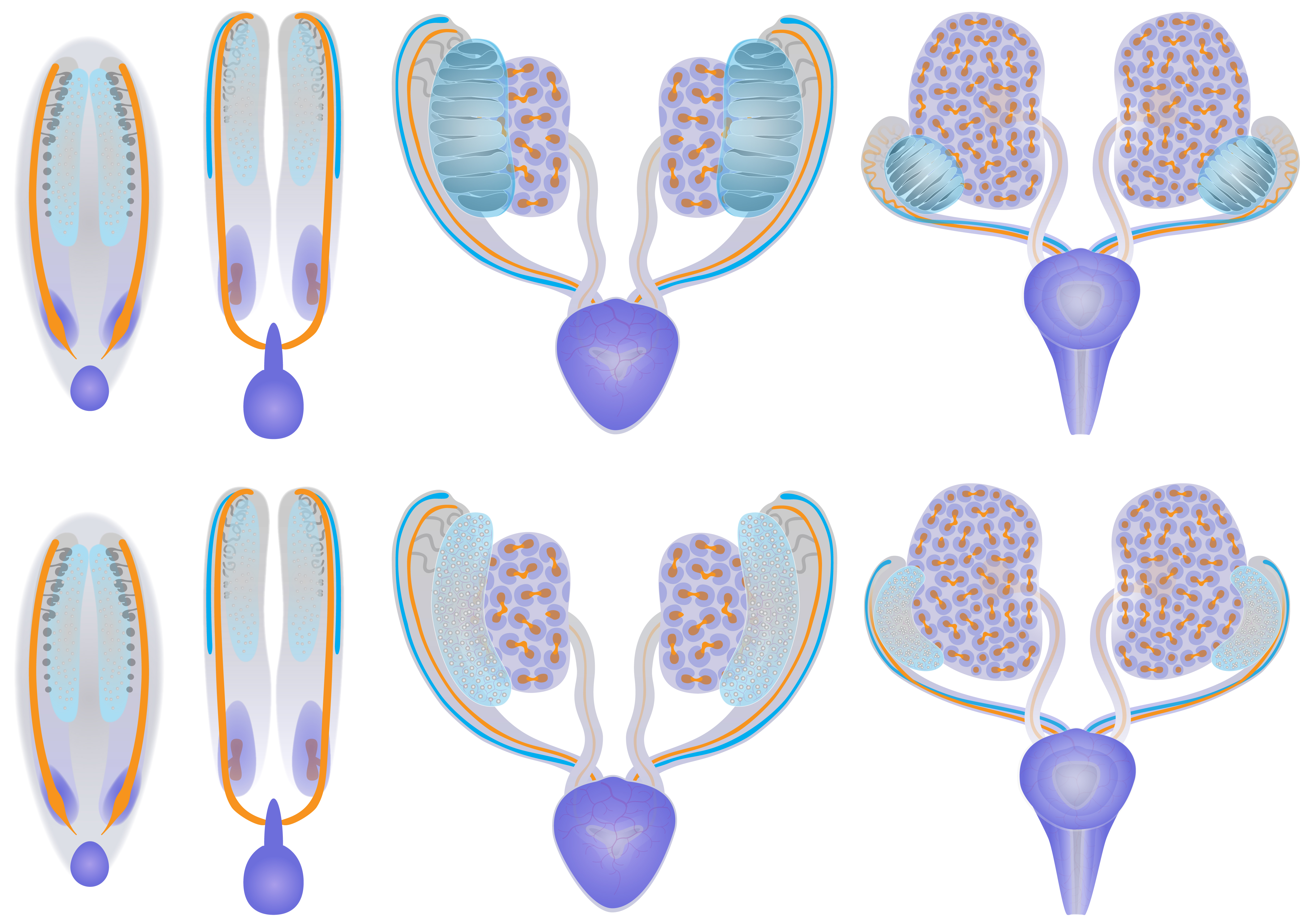 The developing urogenital system. From left to right, 3-dimensional schematic diagrams show the urogenital system at TS17 10.5 dpc , TS19 11.5 dpc , TS21 13 dpc and TS23 15 dpc . Ventral views of male top row and female bottom row systems are shown. The anatomy of the gonads blue is identical at TS17 and 19, becoming an obvious testis and ovary, seen at TS21 and TS23. Primordial germ cells, in the early gonad, and germ cells white spheres are part of the ovary and testis. AT TS21, male germ cells are located within the primary sex cords, giving the testes their striped appearance. A mesonephros lies adjacent to each gonad and can be seen at all four stages, in both males and females. Within the mesonephroi purple-grey are the nephric ducts and their derivatives orange , the paramesonephric ducts blue and the mesonephric tubules grey . The urinary system can be divided into the upper and lower systems. The lower urinary system is primarily derived from the cloaca dark purple at TS17 . The cloaca gives rise to the urogenital sinus dark purple at TS19 , which gives rise to the bladder and pelvic urethra dark purple at TS21 and 23 . The phallic urethra and external genitalia are not shown. The upper urinary system is comprised of the metanephroi or kidneys. Each metanephros kidney develops from the metanephric mesenchyme purple at T17 , located adjacent to the posterior end of the nephric duct. Here, the ureteric bud grows out from this portion of the nephric duct, just after TS17, and T-shaped ureteric buds can be seen within the metanephric mesenchyme at TS19. The ureteric bud continues to branch developing into the ureteric tree seen at TS21 and TS23. Only the ureteric tips are shown on the surface of the kidneys at these later stages. The metanephric mesenchyme condenses around the ureteric tips, forming the cap mesenchyme darker purple in TS21 and TS23 kidneys . Cells of the cap mesenchyme give rise to the nephrons of the kidney not shown in the diagrams . The ureters, part of the lower urinary system, develop from the stalks of the ureteric buds. Remodelling of the posterior nephric duct called the common nephric duct occurs between TS19 and TS21, eventually resulting in a direction connection between the ureters and the bladder and completing the connection between the upper and lower urinary systems.