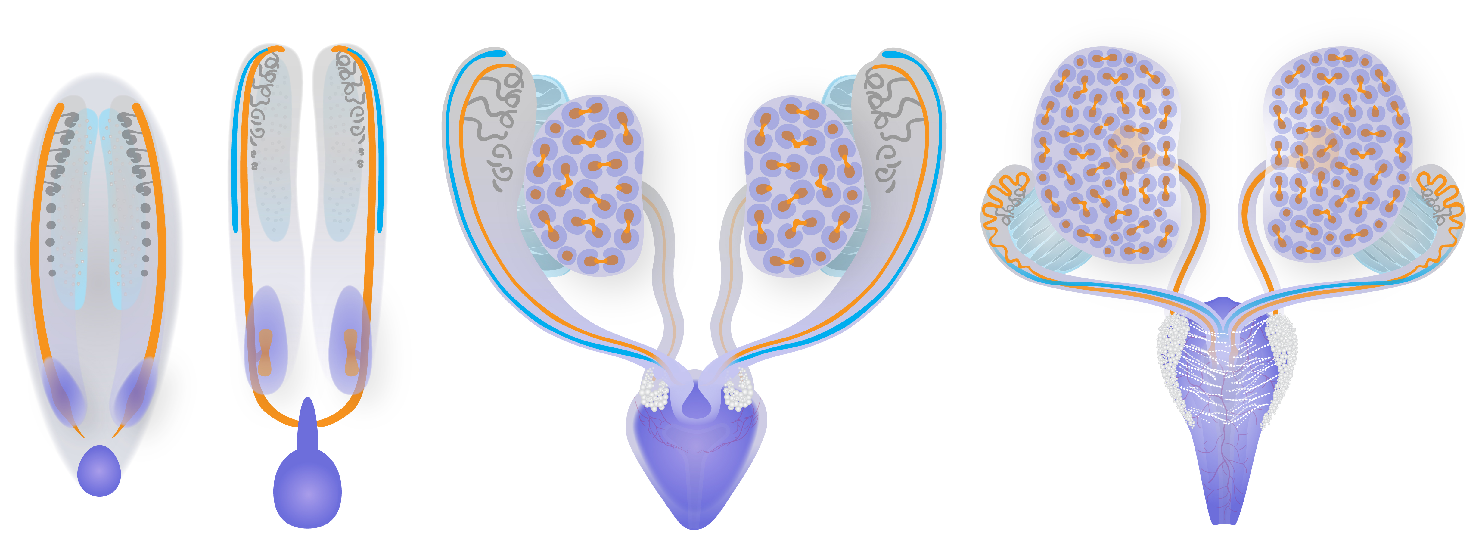 The developing urogenital system dorsal views. From left to right, 3-dimensional schematic diagrams show the male urogenital system at TS17 10.5 dpc , TS19 11.5 dpc , TS21 13 dpc and TS23 15 dpc . Dorsal views of the urogenital system, show the kidneys and the dorsal sides of the mesonephroi. The mesonephric tubules are more visible from the dorsal side. The lower urinary system, shown in dark purple, shows the dorsal side of the cloaca at TS17 , urogenital sinus at TS19 and the dorsal side of the pelvic urethra TS21 and TS23 . The bladder is not seen in dorsal views of the urogenital system. The pelvic ganglia white spheres can be seen on this side of the anterior pelvic urethra. The phallic urethra and external genitalia are not shown.
