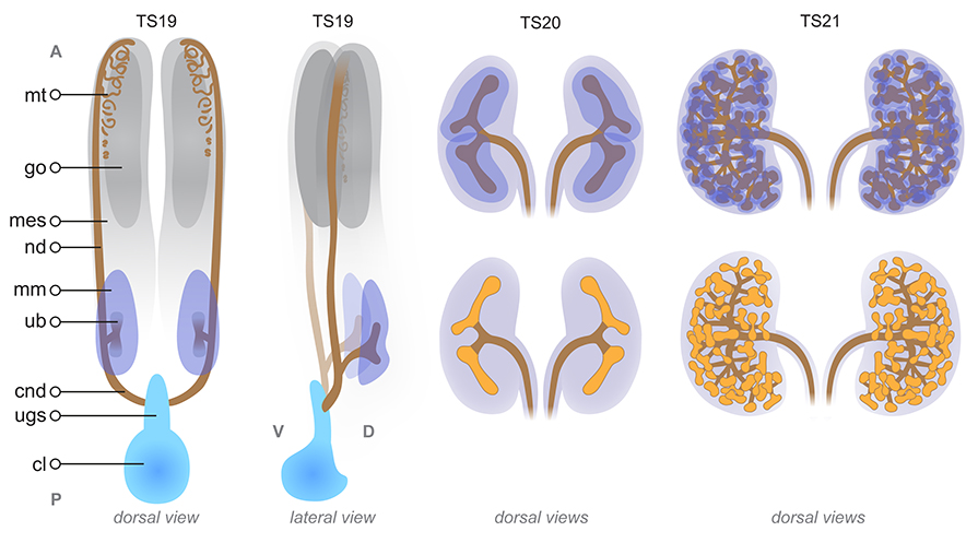 Development of the metanephros kidney . Schematic diagrams show 3-dimensional views of the urogenital system at TS19 11.5 dpc and views of the kidneys and ureters at TS20 12 dpc and TS21 13 dpc . Anterior A , posterior P , ventral V and dorsal D orientations are indicated. At TS19, mesonephroi mes, light grey , mesonephric tubules mt, brown and gonads go, dark grey located in the anterior urogenital system, will become parts of the adult reproductive system. At TS19, the paired nephric ducts nd, brown have extended down the embryo and connect to the urogenital sinus ugs, blue , which develops from the anterior cloaca cl, blue . The nephric duct segments, below the level of the ureteric bud ub , are called the common nephric ducts cnd . These connect the nephric ducts to the urogenital sinus. At this stage, dorsal to the developing gonads, the ureteric buds ub have emerged from the nephric ducts and are surrounded by metanephric mesenchyme mm, purple . These two tissue types will give rise to the metanephros or kidney. At TS19, each of the two ureteric buds are comprised of a ureteric tip and stalk. The ureteric buds begin to branch and at TS20, the ureteric tree or primitive collecting duct is comprised of terminal ureteric tips orange and ureteric trunks brown . The metanephric mesenchyme condenses around each tip forming a cap mesenchyme dark purple . Throughout development, and until just after birth in the mouse, the ureteric tree will continue to branch and grow, with cap mesenchyme surrounding each ureteric tip. Also during development, whilst the ureteric tree continues to branch, cells of the cap mesenchyme undergo a mesenchymal to epithelial transition to form nephrons, via a process called nephrogenesis. Diagram modified from: An illustrated anatomical ontology of the developing mouse lower urogenital tract. Georgas et al.