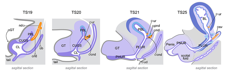 Development of the bladder and urethra TS19 to TS25. From left to right, schematic diagrams show the developing lower urogenital system at TS19 11.5 dpc , TS20 12 dpc , TS21 13 dpc and TS25 17 dpc . The images are male, however the urinary systems of male and female are identical until approximately TS24 16 dpc . Diagrams are representative of sagittal sections through the midline. Major organs include the cloaca CL , genital tubercle GT , caudal urogenital sinus CUGS , primitive bladder PBL , bladder BL , pelvic urethra PLUR , penile urethra PNUR , penis, and scrotal fold which will become the scrotum . The epithelium lining the lumen of the bladder and urethra dark purple is derived from cloacal endoderm. The nephric duct nd , common nephric duct cnd , ureteric bud ub and later the ureter ur are shown in orange and the paramesonephric duct pnd is shown in blue. The urogenital sinus grows out from the anterior side of the cloaca. It is subdivided into the primitive bladder and caudal urogenital sinus. The caudal urogenital sinus becomes the pelvic urethra at TS21 and the primitive bladder becomes the bladder at TS22. The urethral plate epithelium or urethral plate , develops as an outgrowth of the cloacal epithelium, located along the ventral midline of the GT. It will form the epithelium of the phallic urethra PHUR , located within the genital tubercle, later becoming the penile PNUR and clitoral urethra located within the penis and clitoris in the adult mouse. By TS20, the mesenchymal layer of the primitive bladder can be subdivided into inner light blue and outer regions and by TS21, smooth muscle cells which differentiate from the mesenchyme, are present in the fundus, or dome, of the primitive bladder dark blue . Muscle differentiation progresses towards the bladder neck and pelvic urethra, forming the detrusor muscle of the bladder. Initially TS19, left diagram , the ureteric bud stalk connects to the nephric duct and below this site, the common nephric duct connects to the sides of the urogenital sinus. Growth of the urogenital sinus and remodelling of the common nephric duct results in repositioning of the ureter ur orifice directly into the primitive bladder at TS21. By TS25 in the male only, prostate gland buds purple can be seen budding from the epithelium of the pelvic uretha, and the nephric duct has become the seminal vesicle sv, orange , connected to the pelvic urethra via the ejaculatory duct. For more information on the anatomical differences between males and females, refer to the reproductive system tutorial page. Diagram modified from: An illustrated anatomical ontology of the developing mouse lower urogenital tract. Georgas et al.