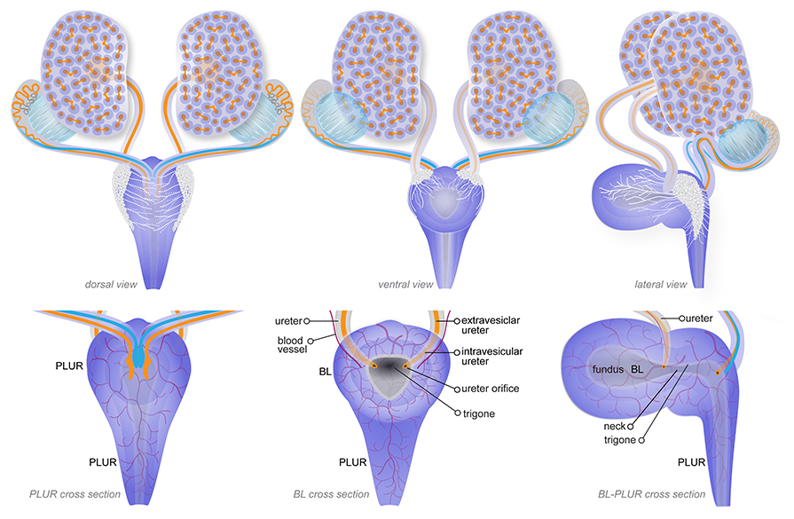 Anatomy of the urinary system at TS23 15dpc . Top row: Schematic diagrams show 3-dimensional views of the urogenital system at TS23 15 dpc . The images are male, however the anatomy of the urinary system organs is identical in males and females at this stage. The nephric ducts nd and their anterior derivatives in the male, the epididymis, are shown in orange and the paramesonephric ducts are shown in blue. The kidneys are shown and their ureteric tips orange and the surrounding cap mesenchyme purple can be seen on their surface. The urothelium of the ureters and the epithelial lining of the kidney pelvis are shown in orange. The location of the pelvic ganglia white spheres and their neural processes dotted white lines are shown extending across the pelvic urethra and towards the bladder fundus or dome . Bottom row: Schematic diagrams show cross sections through the pelvic urethra left, dorsal view , bladder centre, ventral view and both organs right, lateral view at TS23. The reproductive ducts connect to the anterior, dorsal pelvic urethra at a thickened region of its epithelium called the urogenital sinus ridge. The ureters enter the bladder within the neck region, close to the bladder-pelvic urethra junction. Blood vessels adjacent to the ureters can also be seen. The ureters are comprised of extravesicular external to the bladder and intravesicular within the bladder wall regions, and their orifices open within the bladder trigone. The bladder is divided into regions; the fundus, or dome, the blind end of the bladder and the neck, the narrow, open end of the bladder right image . The trigone is the triangular-shaped, dorsal region of the bladder neck, its base is formed by the ureter orifices and its apex is the opening of the pelvic urethra. Diagrams modified from: An illustrated anatomical ontology of the developing mouse lower urogenital tract. Georgas et al.
