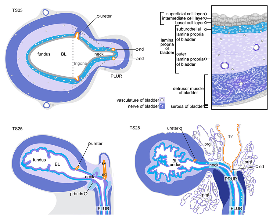 Tissue layers of the bladder. Schematic diagrams show sections of the developing bladder at TS23 15 dpc , TS25 17 dpc and TS28 adult . The images are male, however the tissue layers of the bladder are identical in males and females. Major organs include the bladder BL , pelvic urethra PLUR and prostatic urethra PRUR, only present in the male . The ureter ur , the nephric duct nd and its derivatives in the male, the ejaculatory duct ed and seminal vesicle sv are shown in orange. Top row left: Diagram is representative of a cross section through the centre of the bladder at TS23 and shows the regions of the bladder from fundus left to neck right . The trigone is the triangular-shaped, dorsal region of the bladder neck from the ureter orifices to the opening of the pelvic urethra dotted grey line . Top row right: A slice through the bladder wall shows the tissue layers present in the bladder from TS23 to 28. Bottom row: Diagrams are representative of sagittal sections through the midline of the bladder and pelvic urethra at TS25 and TS28. Folds that develop in the urothelium give the adult bladder its characteristic appearance. At TS25 in the male only, prostate gland buds pr buds, purple can be seen budding from the epithelium of the anterior pelvic urethra. These will become the prostate glands prgl in the adult male TS28 . For more information on the anatomical differences between males and females, refer to the reproductive system tutorial page. Diagrams modified from: An illustrated anatomical ontology of the developing mouse lower urogenital tract. Georgas et al.