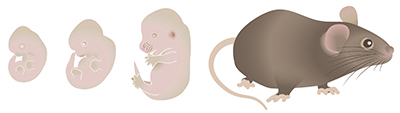 Mouse developmental stages Diagrammatic representations of the developing mouse at stages TS19 - 11.5dpc, TS20 - 12dpc, TS23 - 15dpc and TS28 - Adult.
