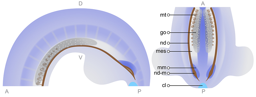 The early urogenital system at TS17 10.5 dpc . Schematic diagrams show the 3-dimensional anatomy of the urogenital system at the caudal end of the mouse embryo. Dorsal D , ventral V and anterior A , posterior P orientations are indicated. The hind limb buds are visible. A lateral view of one half of the urogenital system left and a ventral view of the entire urogenital system right are shown. The gonad go, dark grey lies medial to the mesonephros mes, light grey . Primordial germ cells white spheres are part of the gonad. Cranial and caudal mesonephric tubules mt, brown develop within the mesonephros. Cranial tubules are connected to the nephric duct nd, brown . The metanephric mesenchyme mm, dark purple lies posterior and dorsal to the mesonephros and will develop into the metanephros kidney . The nephric duct lies ventral to the mesonephros and metanephric mesenchyme. At this stage, the ureteric bud has not yet emerged from the nephric duct, and the region of the nephric duct adjacent to the metanephric mesenchyme is called the nephric duct metanephric portion nd-mm, brown . The cloaca lies posterior to the urogenital system cl, blue . Diagram modified from: A high-resolution anatomical ontology of the developing murine genitourinary tract. M. H. Little et al. Gene Expression Patterns 7 2007 680 699. http: www.ncbi.nlm.nih.gov pubmed 17452023