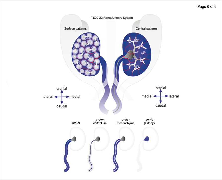 Anatomical structures of the developing kidney. Anatomical structures represented include: 1-2 surface and sub-surface structures; 3 deeper structures; 4 developing nephrons; 5 ureteric bud and its derivatives; 6 ureter.