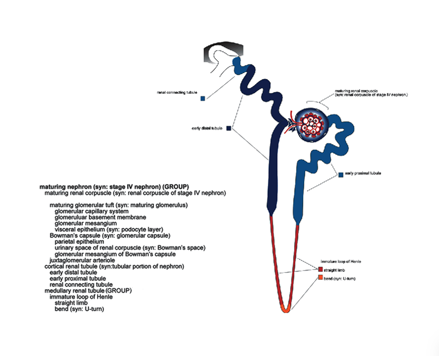 Segmentation of the nephron The development of the nephron from, renal vesicle stage I nephron , through to the mature nephron is shown. The renal vesicle elongates to become a comma-shaped body and then an S-shaped body stage II nephron . The developing capillary loop nephron stage III nephron is marked by the development of the glomerulus and elongation of the distal nephron segments to form the proximal tubule, loop of Henle and distal tubule.