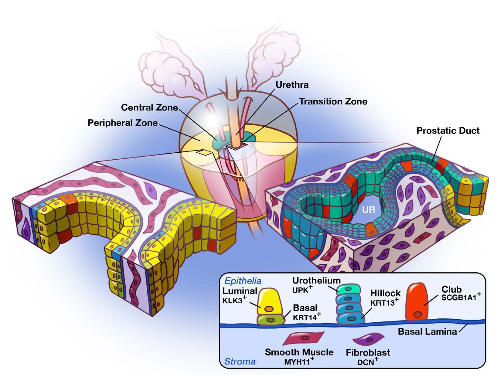 A Cellular Anatomy of the Normal Adult Human Prostate and Prostatic Urethra